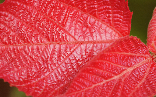 Glossy red veined leaves  from Chrome web store to be run with OffiDocs Chromium online
