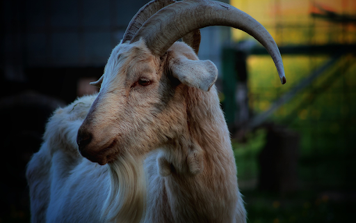 Goat and long beard  from Chrome web store to be run with OffiDocs Chromium online