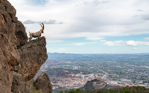 Goat on the cliff  from Chrome web store to be run with OffiDocs Chromium online