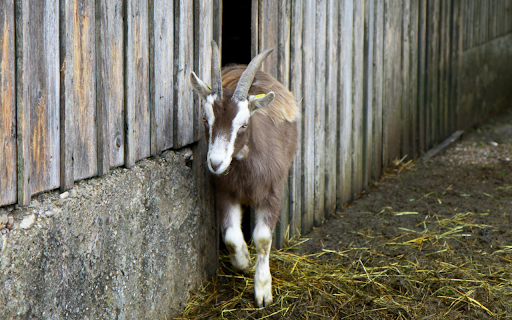 Goat on the farm  from Chrome web store to be run with OffiDocs Chromium online