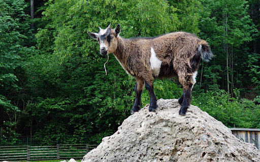 Goat on the rocky mountain  from Chrome web store to be run with OffiDocs Chromium online