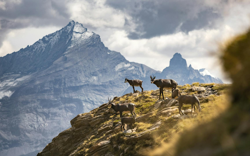 Goats climbing rocks  from Chrome web store to be run with OffiDocs Chromium online