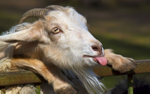 Goat: The Hardy and Resourceful Farm Animal from Chrome web store to be run with OffiDocs Chromium online Goat: The Hardy and Resourceful Farm Animal from Chrome web store to be run with OffiDocs Chromium online