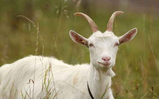 goat wallpaper  from Chrome web store to be run with OffiDocs Chromium online