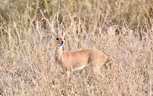 Golden Antelope  from Chrome web store to be run with OffiDocs Chromium online