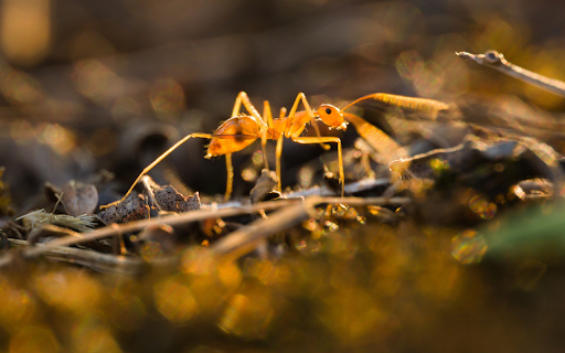 Golden Ant in the Sun  from Chrome web store to be run with OffiDocs Chromium online