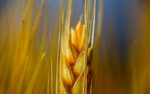 Golden Barley  from Chrome web store to be run with OffiDocs Chromium online