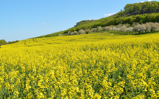Golden Bloom  from Chrome web store to be run with OffiDocs Chromium online