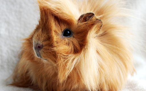 Golden brown mouse  from Chrome web store to be run with OffiDocs Chromium online