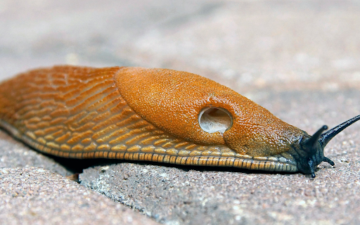 Golden Brown Snail  from Chrome web store to be run with OffiDocs Chromium online