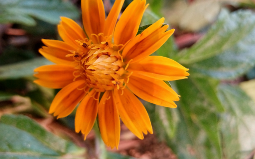Golden Burst  from Chrome web store to be run with OffiDocs Chromium online