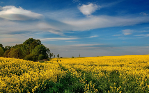 Golden Canola Field  from Chrome web store to be run with OffiDocs Chromium online