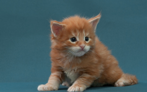 Golden cat  from Chrome web store to be run with OffiDocs Chromium online