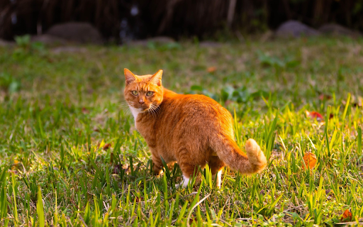 Golden Cat in the Sunlight from Chrome web store to be run with OffiDocs Chromium online Golden Cat in the Sunlight from Chrome web store to be run with OffiDocs Chromium online