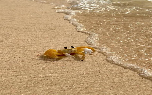 Golden crab wallpaper in the sand  from Chrome web store to be run with OffiDocs Chromium online