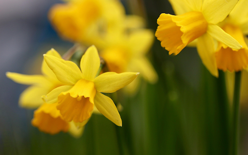 Golden Daffodils  from Chrome web store to be run with OffiDocs Chromium online