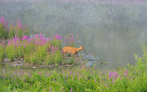 Golden deer, lake and flowers  from Chrome web store to be run with OffiDocs Chromium online