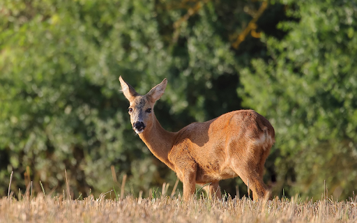 Golden deer on dry grass field  from Chrome web store to be run with OffiDocs Chromium online
