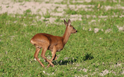 Golden Deer on Grass Field  from Chrome web store to be run with OffiDocs Chromium online