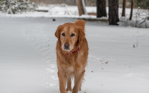 Golden dog in the snow  from Chrome web store to be run with OffiDocs Chromium online