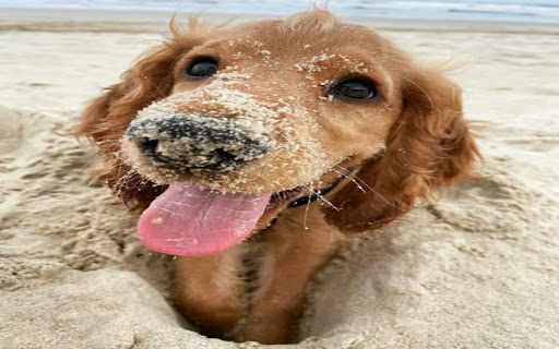 Golden dog wallpaper on the sandy beach  from Chrome web store to be run with OffiDocs Chromium online