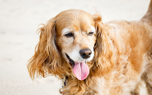 Golden dog with fuzzy ears  from Chrome web store to be run with OffiDocs Chromium online