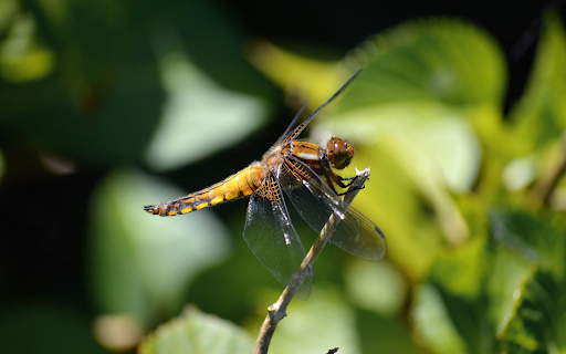 Golden dragonfly with black tail  from Chrome web store to be run with OffiDocs Chromium online
