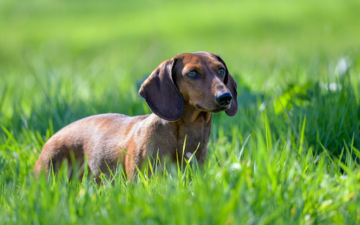 Golden Dwarf Dog  from Chrome web store to be run with OffiDocs Chromium online