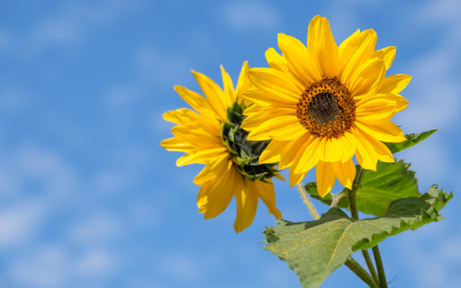 Golden Faces, Skys Azure Canvas  from Chrome web store to be run with OffiDocs Chromium online