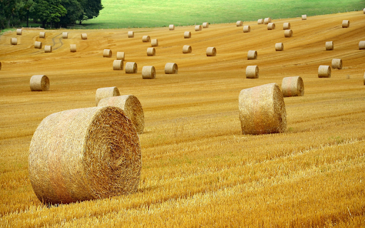 Golden Field of Harvest Rolls  from Chrome web store to be run with OffiDocs Chromium online