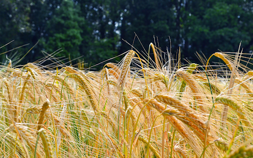 Golden food  from Chrome web store to be run with OffiDocs Chromium online