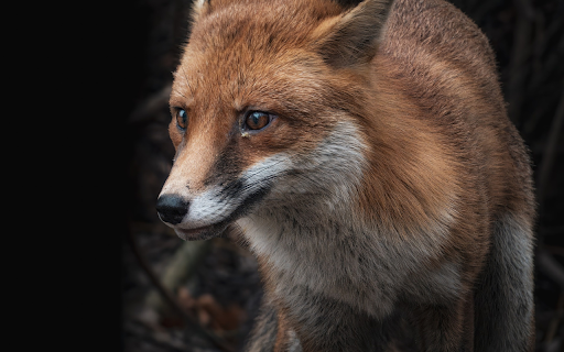 Golden Fox  from Chrome web store to be run with OffiDocs Chromium online