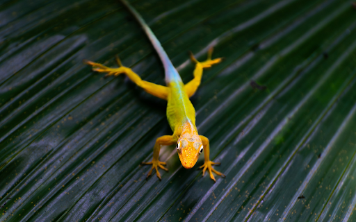 Golden gecko  from Chrome web store to be run with OffiDocs Chromium online