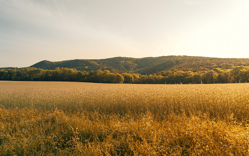 Golden Harvest Calm  from Chrome web store to be run with OffiDocs Chromium online