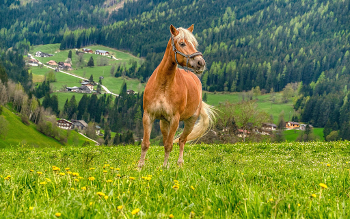 Golden Horse in the Hills  from Chrome web store to be run with OffiDocs Chromium online