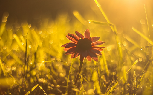 Golden Hour Bloom  from Chrome web store to be run with OffiDocs Chromium online