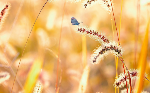 Golden Hour Butterfly  from Chrome web store to be run with OffiDocs Chromium online