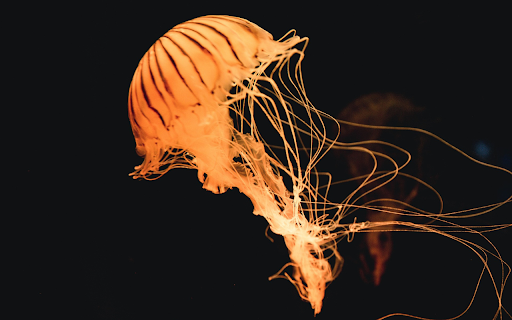 Golden jellyfish  from Chrome web store to be run with OffiDocs Chromium online