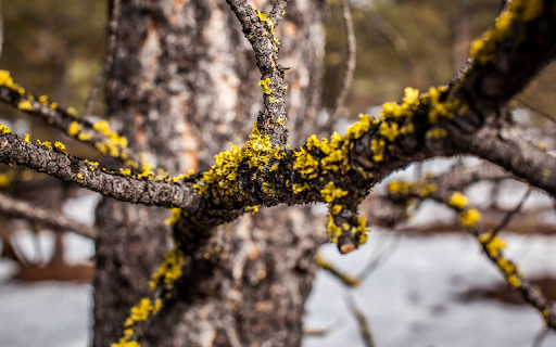 Golden Lichen on Bark  from Chrome web store to be run with OffiDocs Chromium online