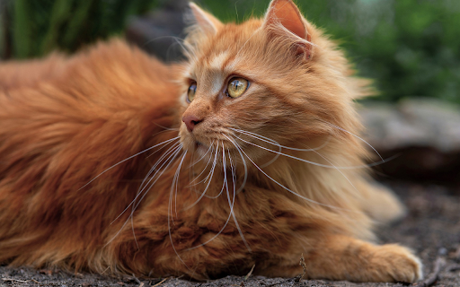 Golden long haired cat  from Chrome web store to be run with OffiDocs Chromium online