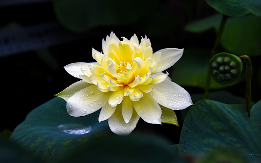 Golden lotus  from Chrome web store to be run with OffiDocs Chromium online