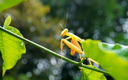 Golden mantis  from Chrome web store to be run with OffiDocs Chromium online