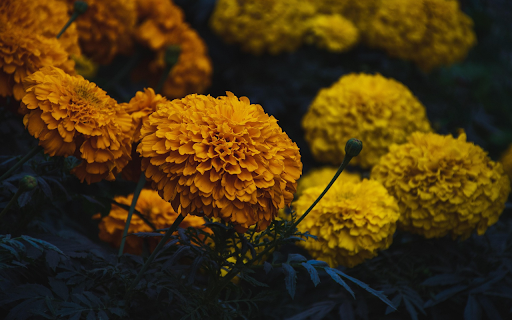 Golden Marigolds  from Chrome web store to be run with OffiDocs Chromium online