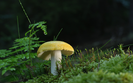 Golden mushroom  from Chrome web store to be run with OffiDocs Chromium online