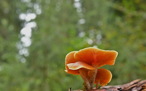 Golden mushroom bush  from Chrome web store to be run with OffiDocs Chromium online