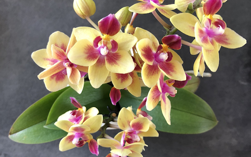 Golden orchid branches  from Chrome web store to be run with OffiDocs Chromium online
