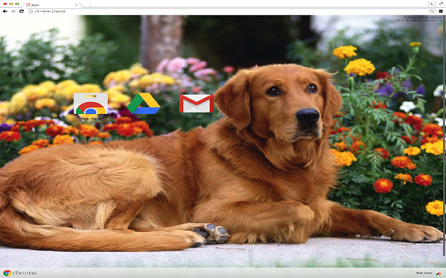 Golden Retriever Dog Theme  from Chrome web store to be run with OffiDocs Chromium online
