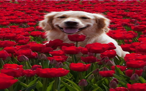 Golden Retriever Dog Wallpaper  from Chrome web store to be run with OffiDocs Chromium online