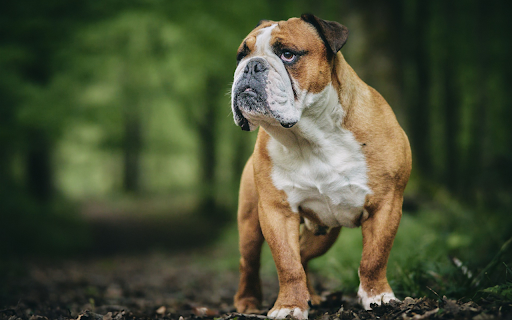 Golden Retriever with Pug Face  from Chrome web store to be run with OffiDocs Chromium online