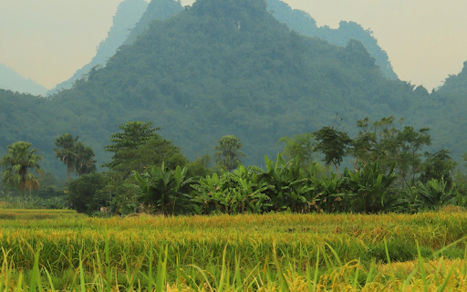 Golden Rice  from Chrome web store to be run with OffiDocs Chromium online